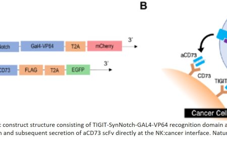 Stem cell-derived, natural killer cells against glioblastoma