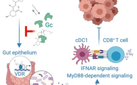 Vitamin D regulates microbiome-dependent cancer immunity