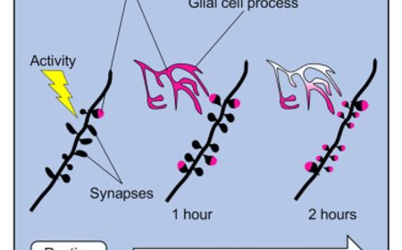 Role of ECM in brain memory