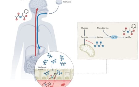 Weight loss caused by common diabetes drug tied to "anti-hunger" molecule