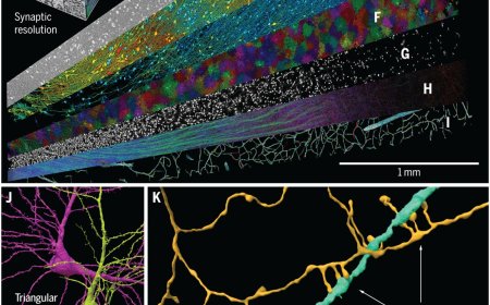 A cubic-millimeter fragment of human cerebral cortex reconstructed at nanoscale resolution