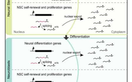 Intron detention regulates stemness/differentiation switch in brain stem cells