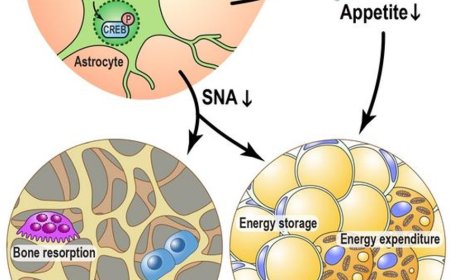 Brain hormone regulate both energy metabolism and bone health