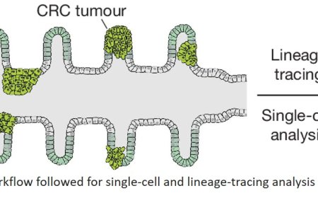 Colorectal oncogenesis in mini-colons ex vivo