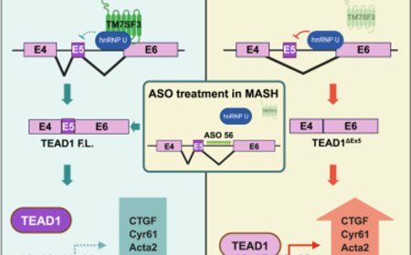 Role of alternative splicing  in liver fibrosis