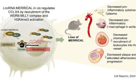 Role of long-noncoding RNA in diabetic atherosclerosis