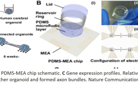 Cerebral organoids reciprocally connected with axons