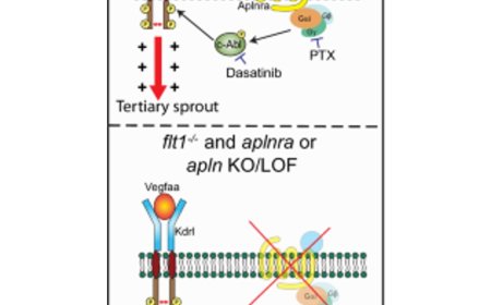 Novel cell type that controls the formation and growth of new blood vessels