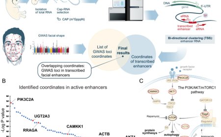 Maternal protein diet modulates the facial appearance of the offspring
