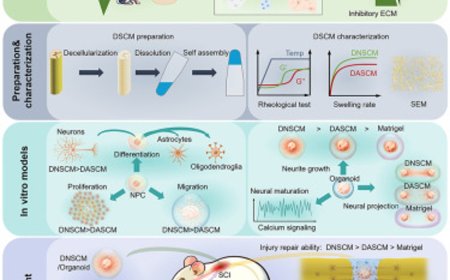 Early developmental spinal cord extracellular matrix can promote neural regeneration