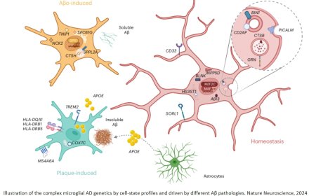 The role of microglia in Alzheimer's disease