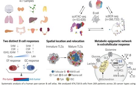 Functional heterogeneity of tumor-infiltrating B cells
