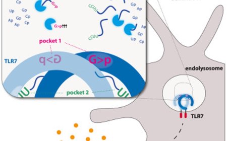 Interplay of various enzymes in innate immunity