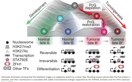 Without genetic mutations tumors are formed!