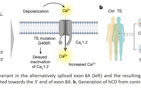 Antisense oligonucleotide therapeutic approach for Timothy syndrome