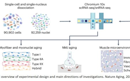 Human skeletal muscle aging atlas