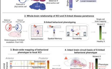 X-chromosome inactivation may reduce autism risk