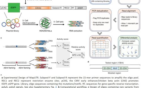 Mutations in noncoding DNA become functional in some cancer-driving genes