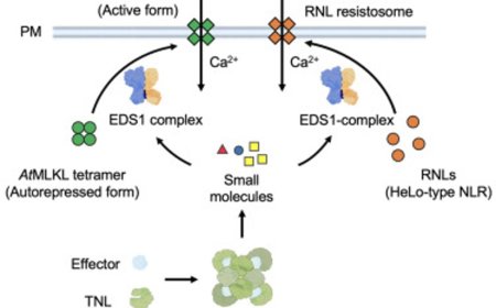 Calcium link in plant immunity