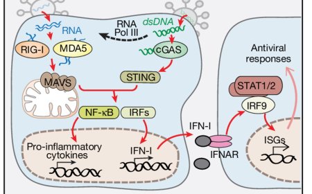 Mitochondrial role in antiviral immunity modify manifestations of neurological diseases
