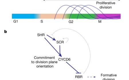 Developmental regulators coordinate root patterning and growth
