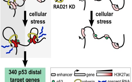 p53 remodels 3D chromatin to trigger cellular stress response