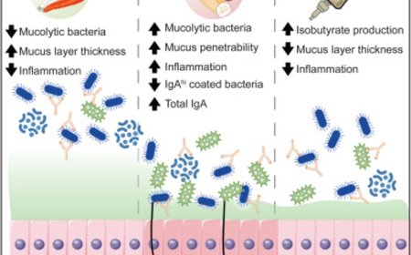 Role of fiber, genes and the gut microbiome in inflammatory bowel disease