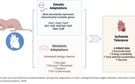How unique metabolism protects naked mole rats from heart attacks