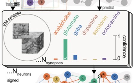 Neurotransmitter classification from electron microscopy images