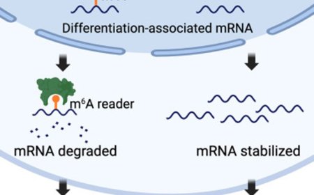 A drug molecule targeting RNA modifications suppresses neuroblastoma