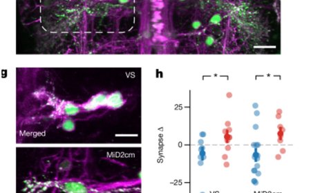 Sleep resets brain connections