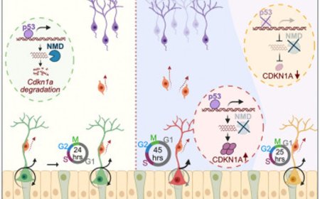 Molecular cellular mechanism linked to microcephaly