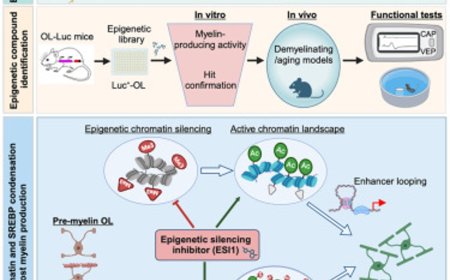 Small molecule shows early-stage promise for repairing myelin sheath damage