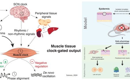 Circadian clock synchronization between brain and muscle prevents muscle aging