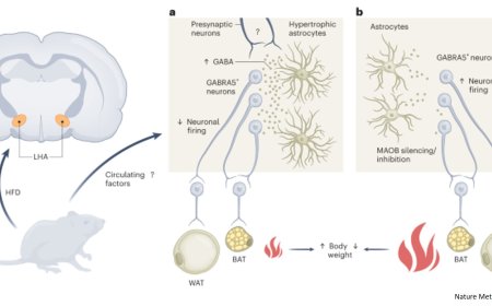 New mechanism to control obesity by hypoathalamic GABA neurons