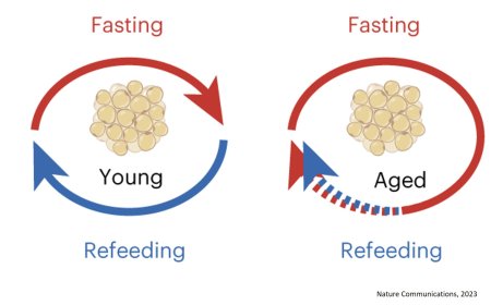 Cycle of fasting and feeding is crucial for healthy ageing
