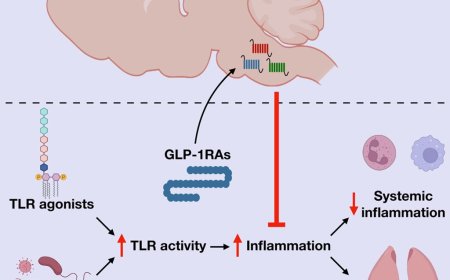 GLP-1-brain-immune axis to control inflammation