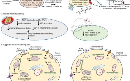 Epigenetic changes can cause type 2 diabetes