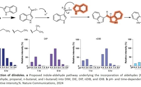 Gut bacteria produced compounds can treat inflammation