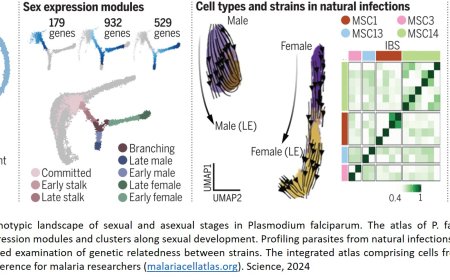 A single-cell atlas of sexual development in Plasmodium falciparum