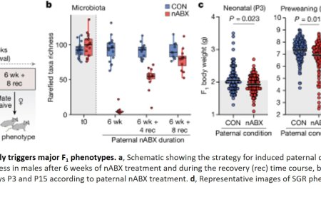 Father's gut microbes affect the next generation