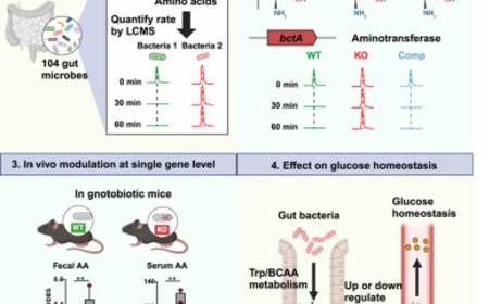 Gut microbiota acts like an auxiliary liver
