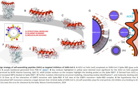 A hydrogel therapy defends against biological threats