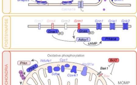 Cell vulnerability 'fingerprint' related to Parkinson's identified!