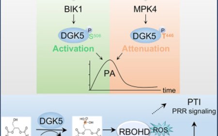 Regulation of plant immunity