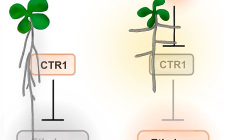 Controlling the direction of root growth