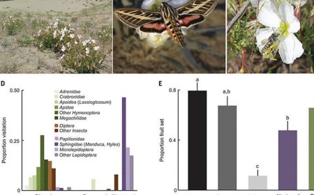 Nitrate negatively affects floral scent and nocturnal pollination
