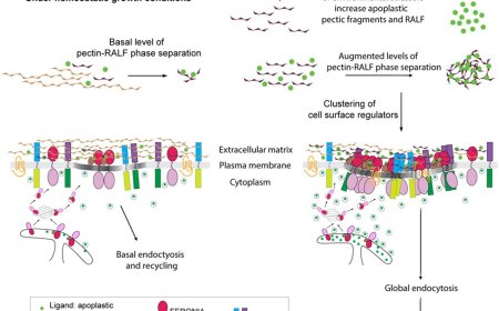How plants respond to changing conditions