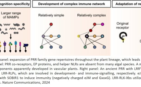 Evolutionary trajectory of pattern recognition receptors in plants