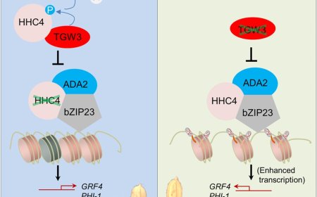 Manipulating chromatin modifier to enhance crop yield